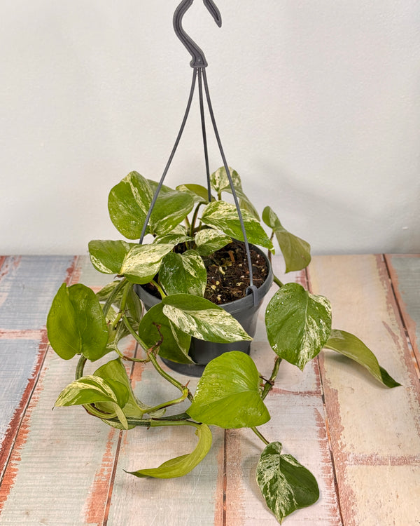 Epipremnum ‘Marble Queen’ - Plant Daddy