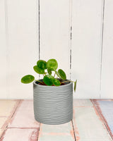 York Planter Pot