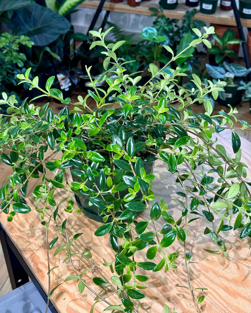 Nematanthus gregarius (Gold Fish Plant) - Plant Daddy