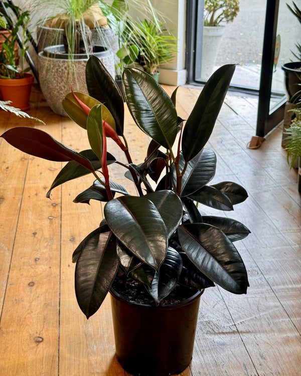 Ficus elastica ‘Burgundy’ - Plant Daddy