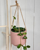 Carafe Hanging Planter