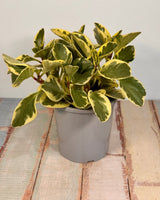 Peperomia obtusifolia ‘Albo-marginata’ - Plant Daddy