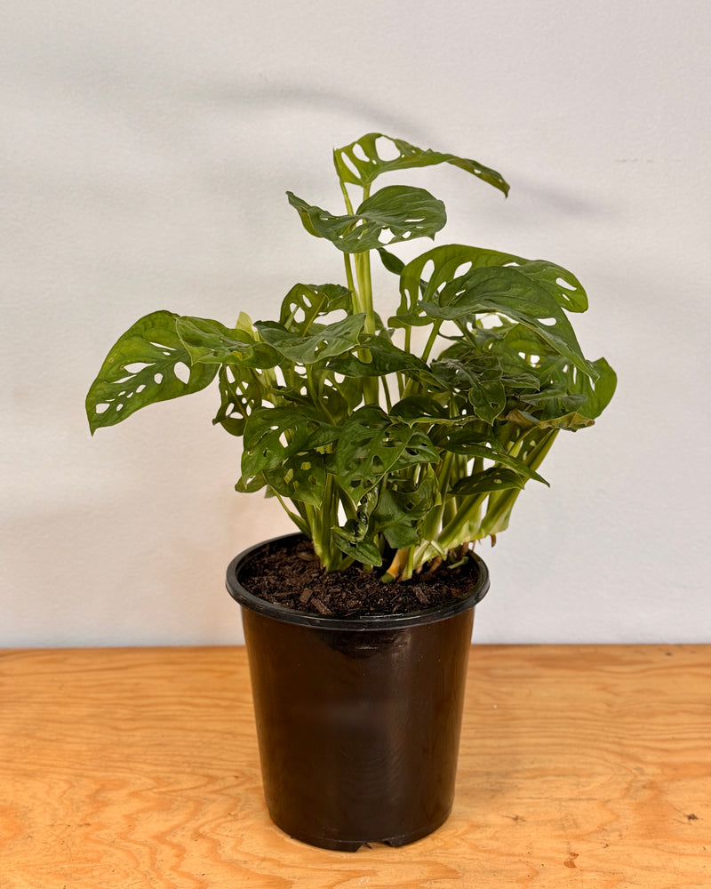 Monstera adansonii 'Wide Form' - Plant Daddy