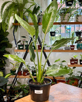 Strelitzia Reginae