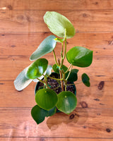 Peperomia polybotrya (Coin Leaf) - Plant Daddy