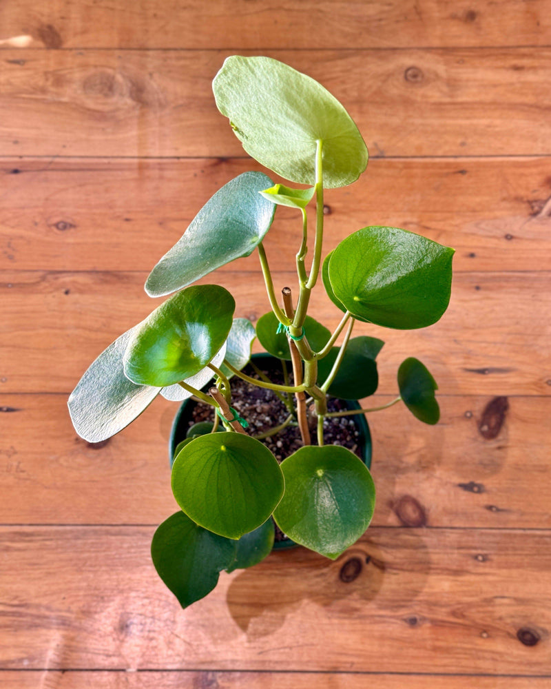 Peperomia polybotrya (Coin Leaf) - Plant Daddy