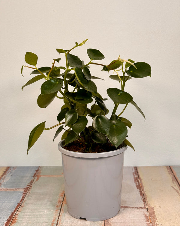 Peperomia polybotrya (Coin Leaf) - Plant Daddy