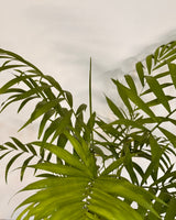 Chamaedorea elegans (Parlour Palm) - Plant Daddy