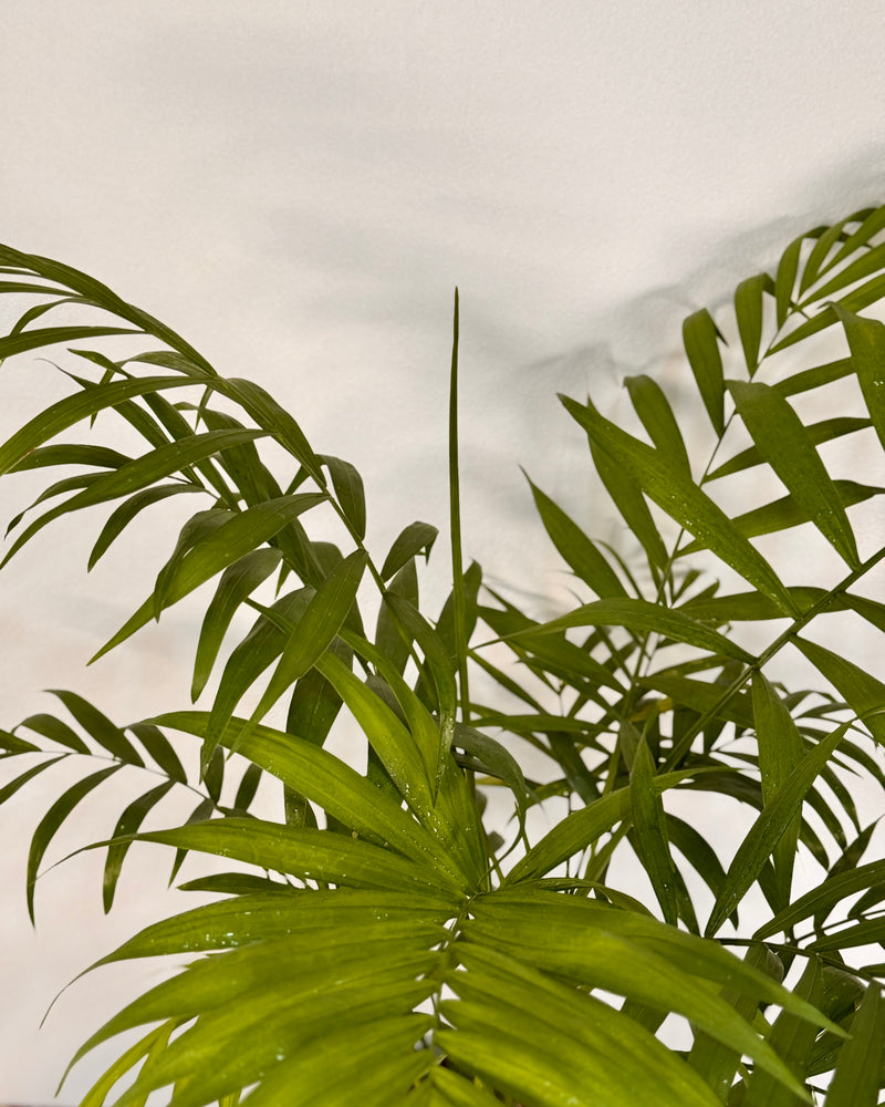 Chamaedorea elegans (Parlour Palm) - Plant Daddy