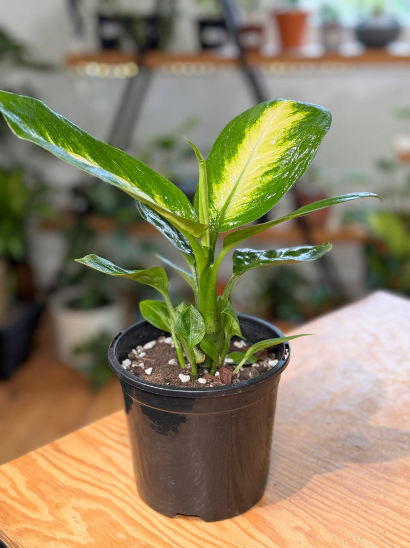 Dieffenbachia Tropic Marianne (Dumb Cane Plant)