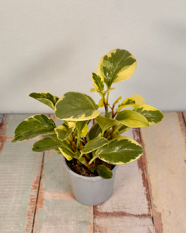Peperomia obtusifolia ‘Albo-marginata’ - Plant Daddy
