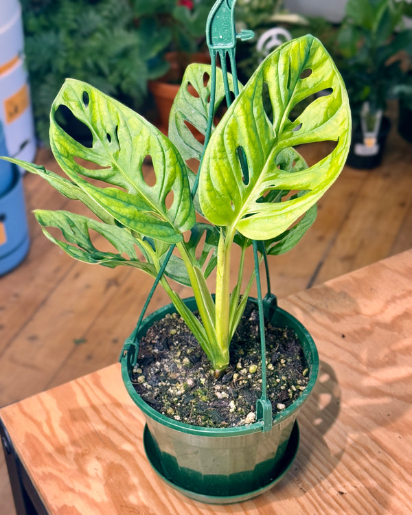 Monstera adansonii 'wide form' - Plant Daddy