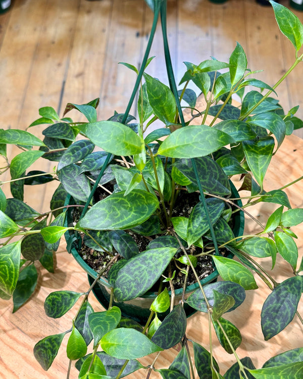 Aeschynanthus ‘Black Pagoda’ (lipstick plant) - Plant Daddy