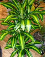 Dracaena fragrans ‘Massangeana’ - Plant Daddy