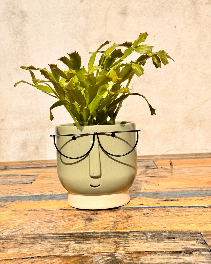 Damon Ceramic Planter - Plant Daddy