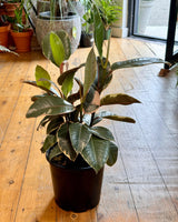 Ficus elastica ‘Tineke’ (Rubber plant) - Plant Daddy