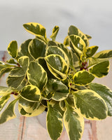 Peperomia obtusifolia ‘Albo-marginata’ - Plant Daddy