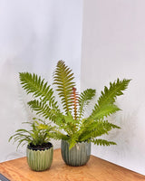 Leaf - line Ceramic Pot - Plant Daddy