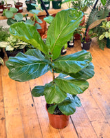 Ficus lyrata (Fiddle Leaf Fig) - Plant Daddy