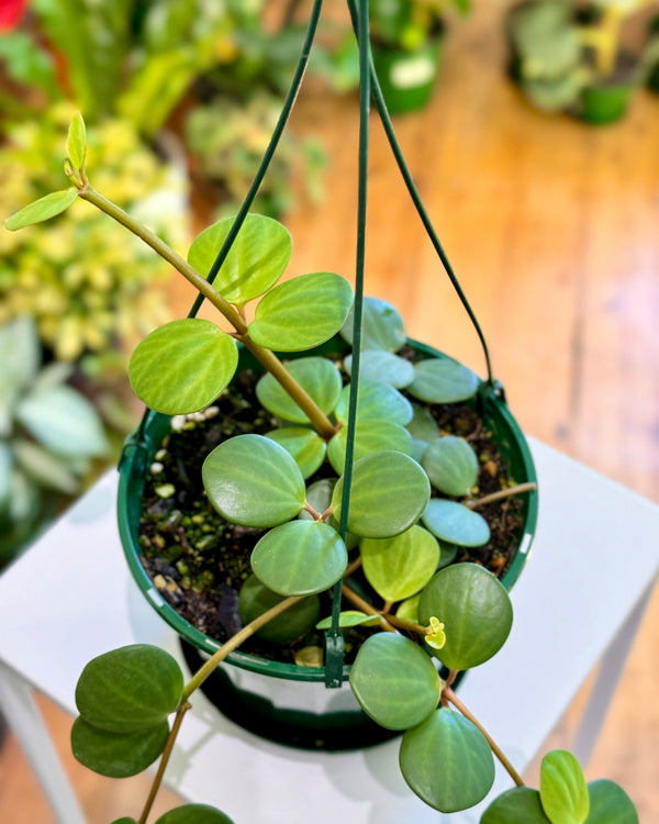 Peperomia hope