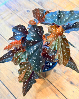 Begonia Maculata 'Black Forest'