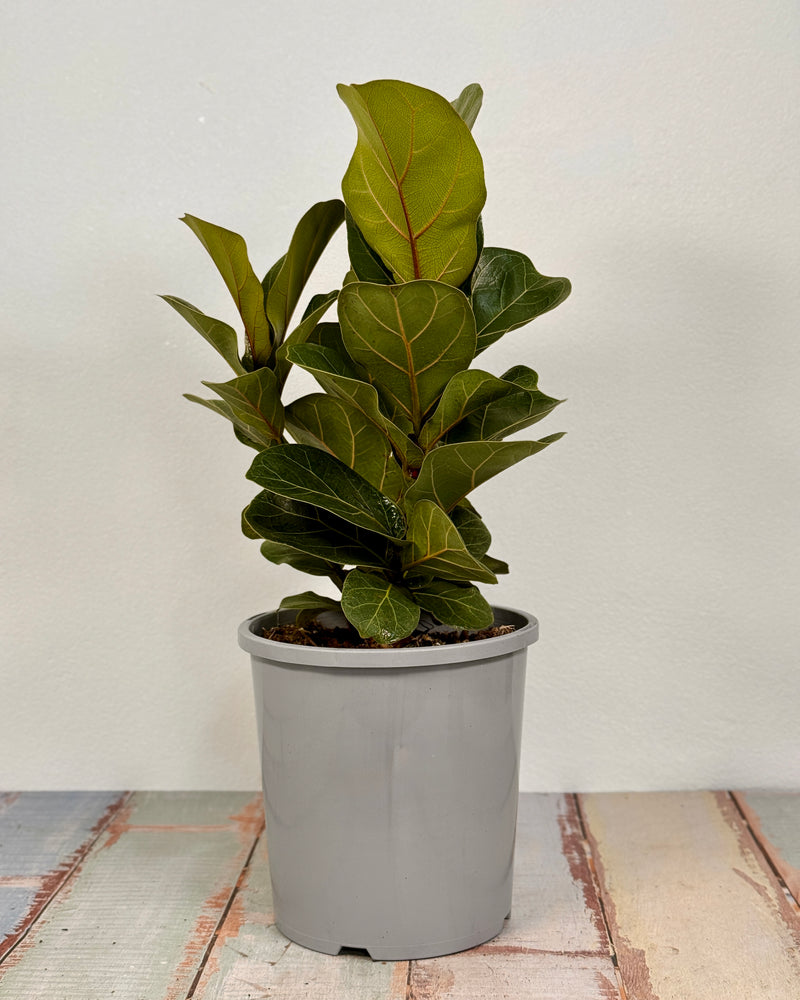 Ficus Lyrata ‘Bambino’ - Plant Daddy