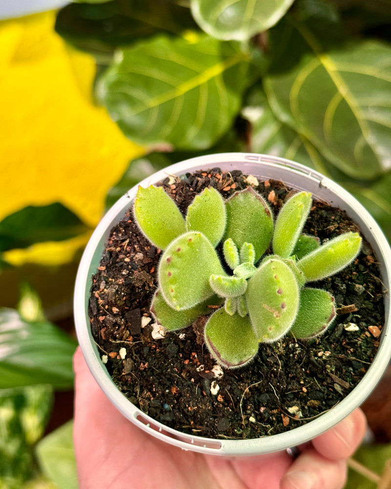 Cotyledon ‘Bears Paw’