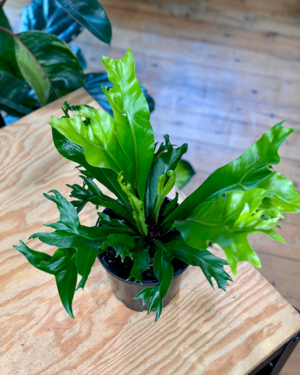 Asplenium australasicum "Cristata"