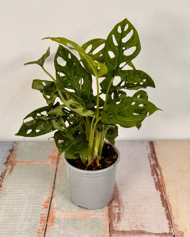 monstera monkey Monstera adansonii (Monkey Mask)