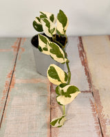 Epipremnum aureum ‘Snow Queen' - Plant Daddy