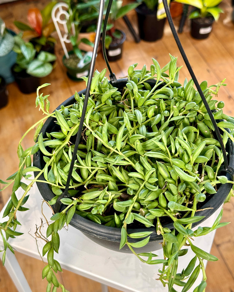 Senecio radicans 'String of Bananas'