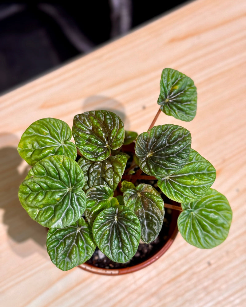 Peperomia 'Emerald Ripple' - Plant Daddy