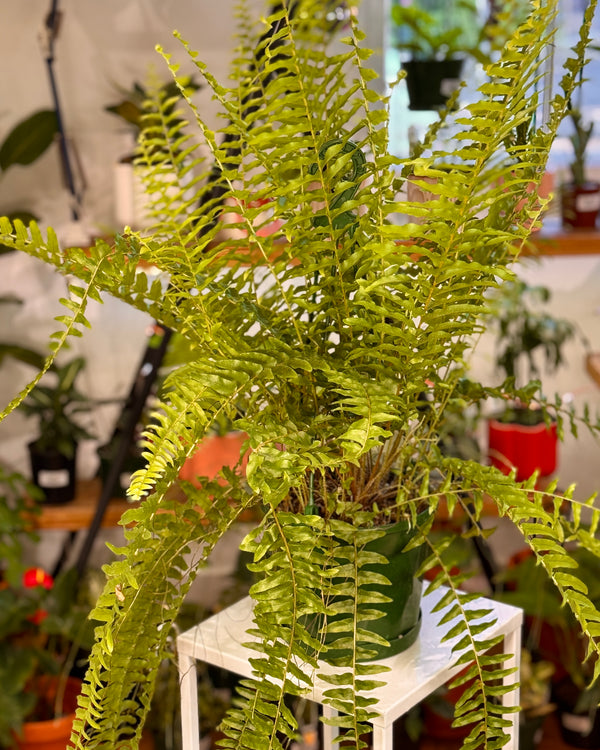 Nephrolepis exaltata (Boston Fern)