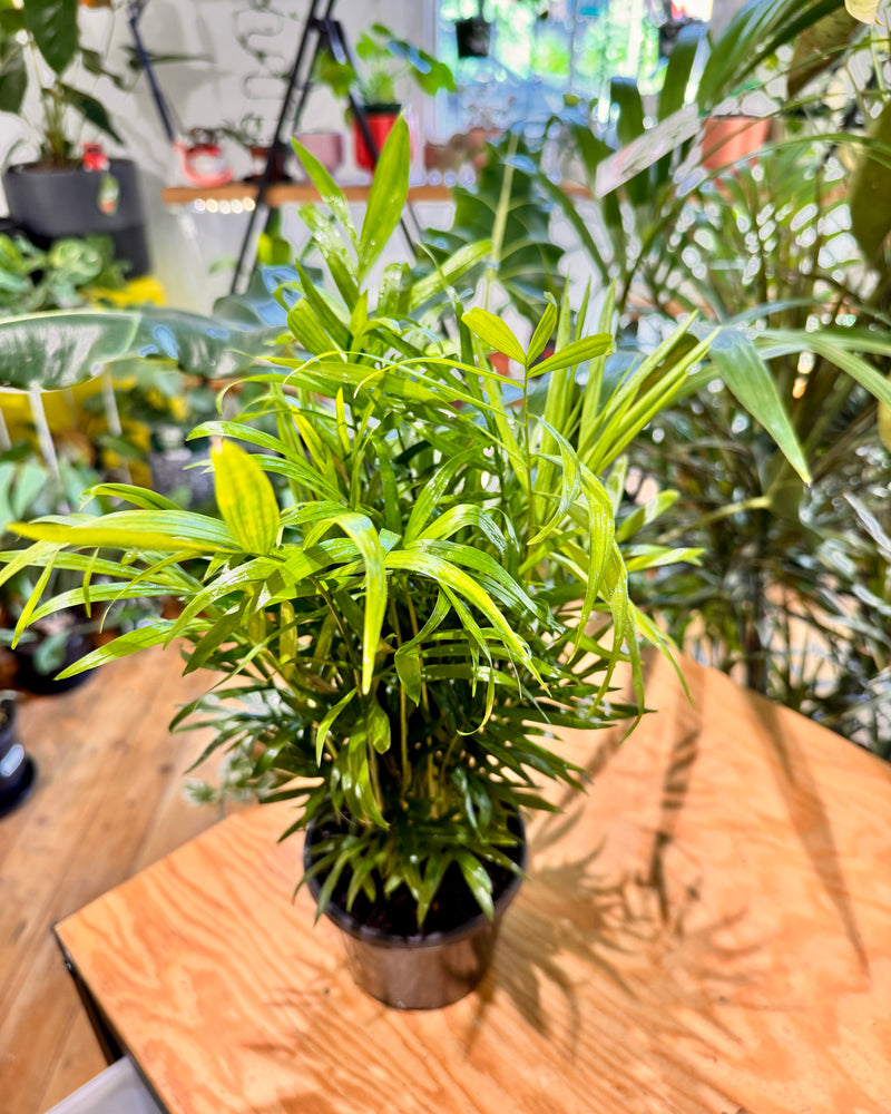 Chamaedorea elegans (Parlour Palm)