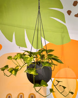Bop Ceramic Hanging Planter