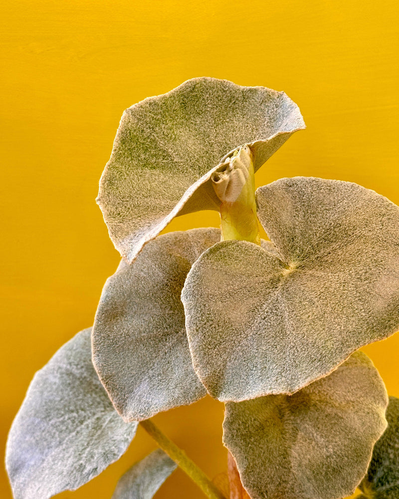 Begonia venosa