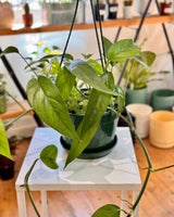 Epipremnum pinnatum ‘Dragon Tail’ - Plant Daddy