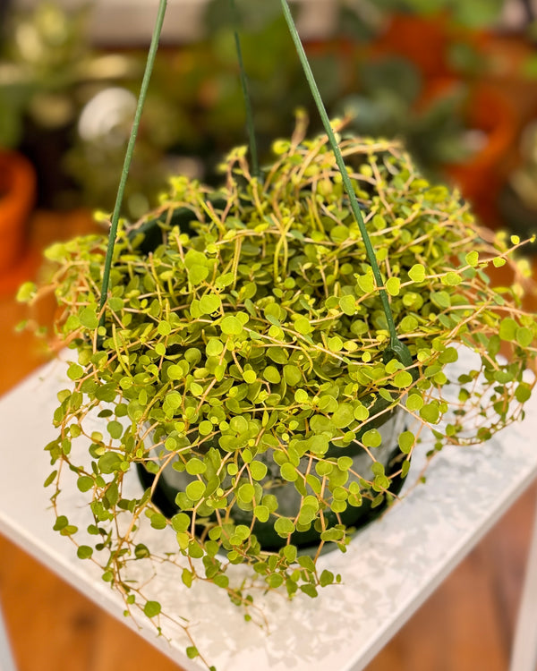 Peperomia Rotundifolia 'Trailing Jade' - Plant Daddy