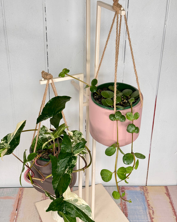 Carafe Hanging Planter