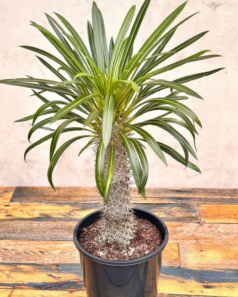 Pachypodium lamerei (Madagascar palm)