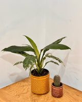 Honeycomb Ceramic Pot - Plant Daddy