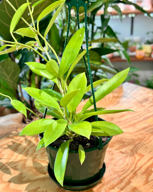 Hoya pubicalyx