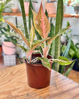 Aglaonema ‘Firework' - Plant Daddy