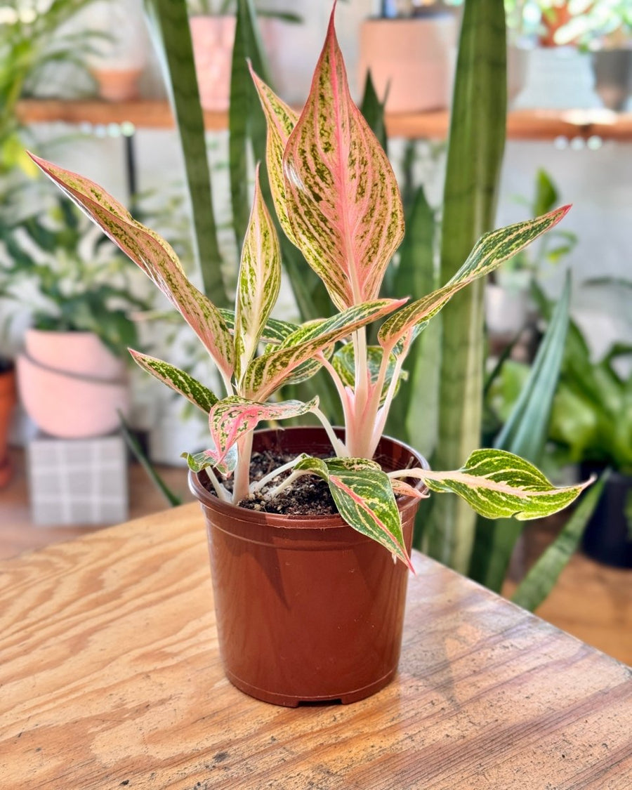 aglaonema firecracker Aglaonema 'Firework'