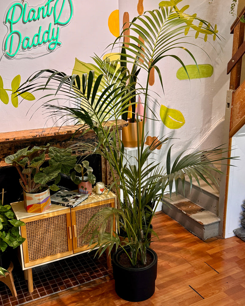 Howea forsteriana (Kentia Palm) - Plant Daddy