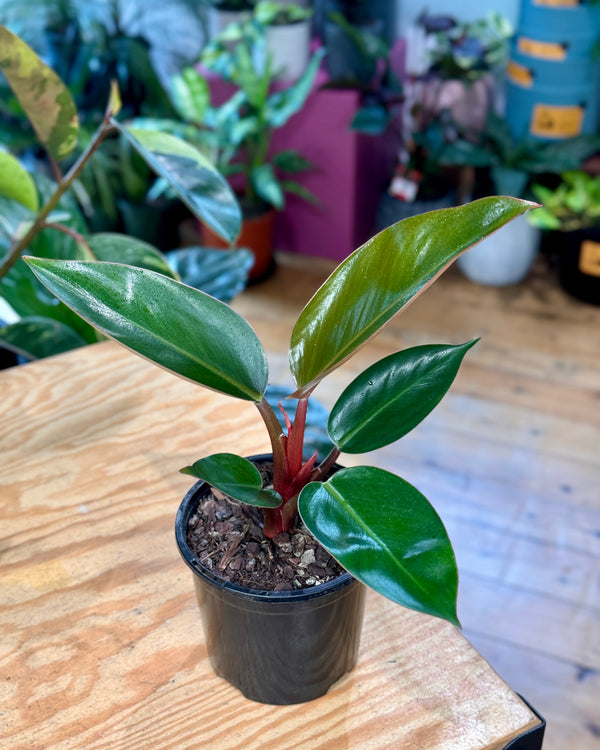 Philodendron Rojo Congo