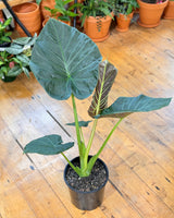 Alocasia regal shield