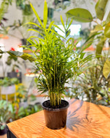 Chamaedorea elegans (Parlour Palm)