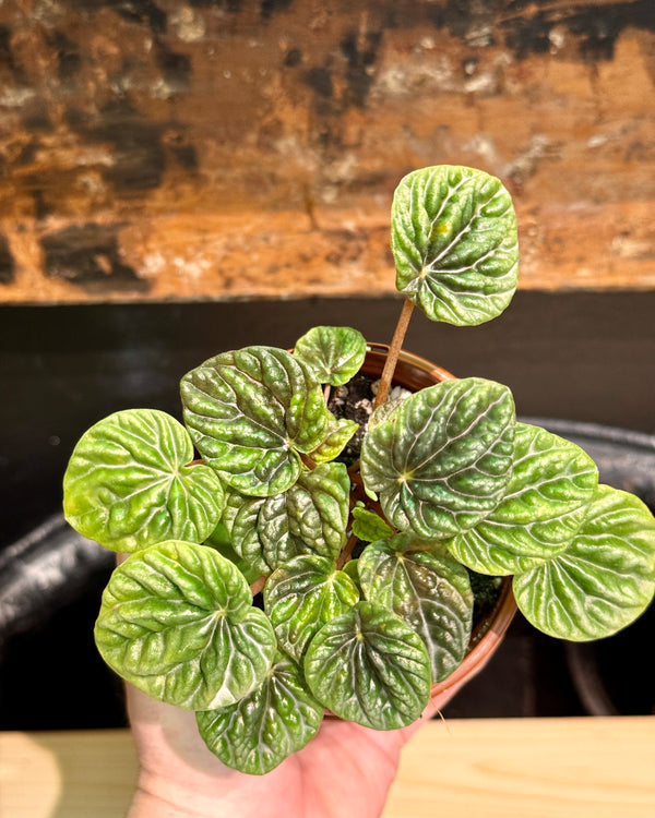 Peperomia 'Emerald Ripple'