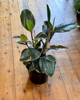 Ficus elastica ‘Tineke’ (Rubber plant) - Plant Daddy